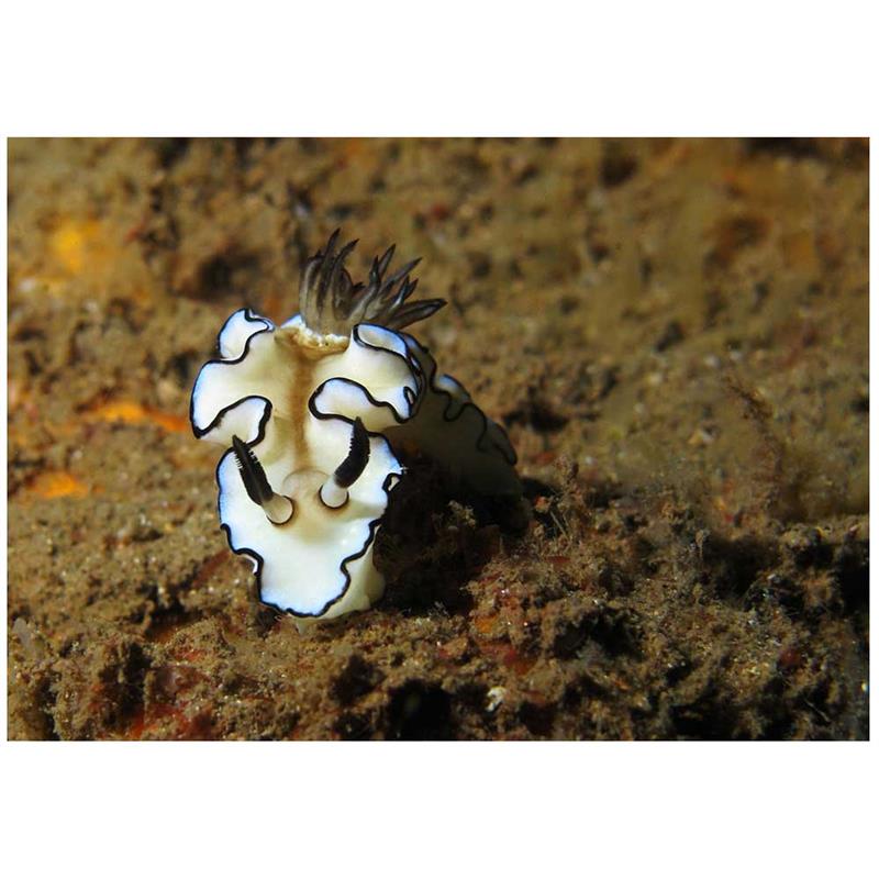 Melc marin Glossodoris atromarginata - imagine 4